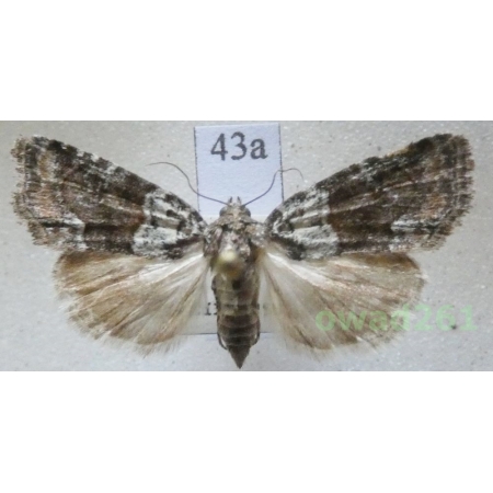 Bryoleuca ereptricula (Treitschke, 1825) Czech43a